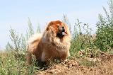 CHOW CHOW 160